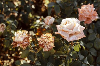 What to do when your roses were in thermal heat despite watering