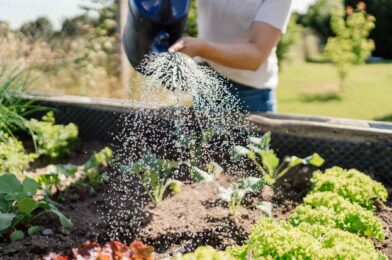10 vegetables that you should plant in August for a delicious cropping fall