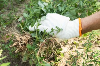 This root tool has changed my life and my vegetable garden has never been better