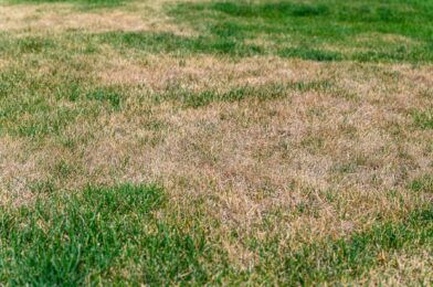 If you see these 8 characters in your lawn your grass fights more than you think