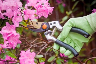 8 plants you should never abolish the summer for a happier garden