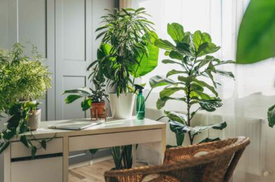 8 plants people completely complain to shopping (and what you should instead)