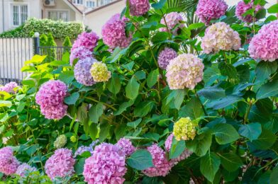 We asked Hydrangea experts for their care advice, and they are rescuers