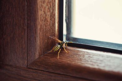 Don’t do one thing if you find a WASP in your home, Pest Pros Refay