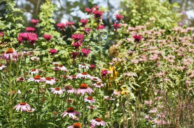 Why your garden is bound – even is a lot of water, they say gardener