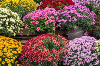 15 colors of moms you didn’t know existed (stunning)