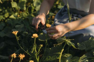 7 Garden tasks should only do the evening in the evening – here’s why