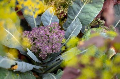 Veggie “To” You will see in each garden this fall