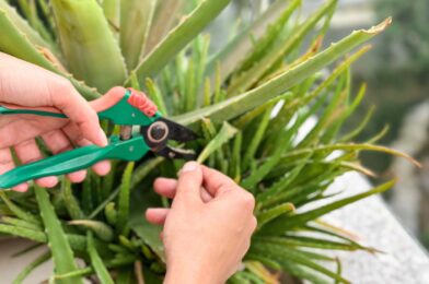 How many aloe can you cut before you cause damage? We asked a gardener