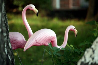 9 Defeats in the yard that definitely bother your neighbors