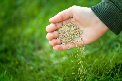 How often are they researched on the lawn – 3 Signs Gardens never ignore