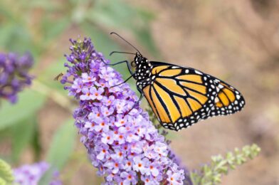 What to do if you have forgotten to cut butterfly bush (not too late!)