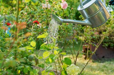 Should you be watering your garden at the top of the sun? Gardening Professional Weigh