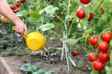 Does water cooking help your plants? We asked Pro Gardener