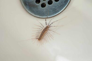 How to get rid of Centiped in your home like a professional