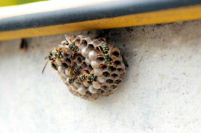 Fake WSP nests could be your best defense against these stab insects