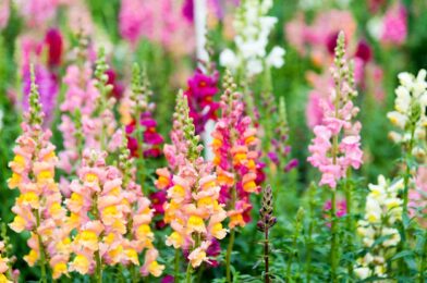 8 plants gardeners always dead in august – and why you should