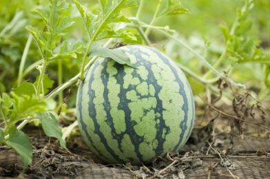How to say when a watermelon is mature and ready to choose