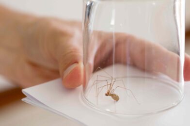 5 ways to get rid of spider quickly before picking up your home