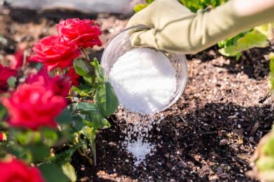 Want a more blossom of roses before falling? Here’s how Epsom Salt can help