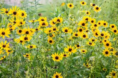 8 plants should never board in autumn