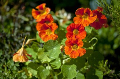 8 Quickly growing plants You can still grow at the end of the summer for a beautiful drop in color