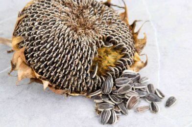 How to bear sunflower seeds in a simple way