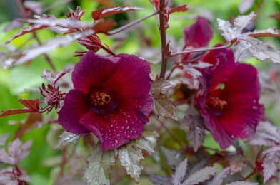 How to grow and take care of the cranberry hibiscus