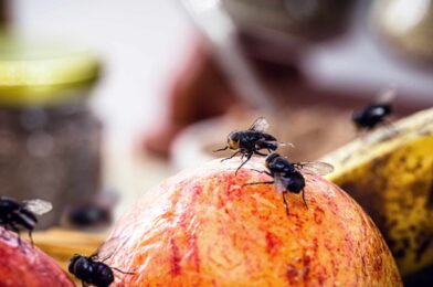 I came home with a long weekend to infestation in flight – what I did wrong
