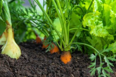 Does the planting for planting give you more than one falling vegetables? We asked Garden Pros