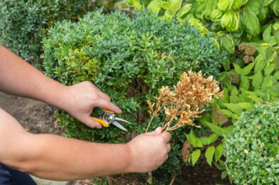 Is it okay to wipe the bushes during dry spells? Here’s what gardens say