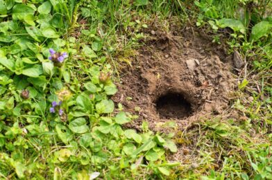 Do coffee actually keep moles? Splash of pests in weighing