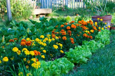 8 Brands of Progenous Plants Slide for a better drop in veggie gardens