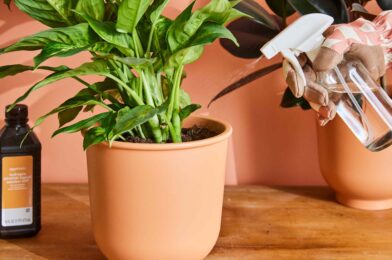 Should hydrogen peroxide be used on their plants? We asked the gardeners