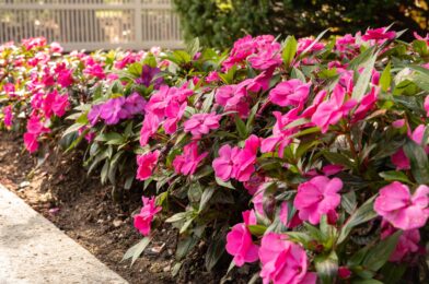 How Gardens make insignificant flourishing (and again) before Mirost arrives