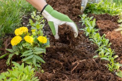 Pulled a dead plant from your garden? Here’s when your soil is safely planted a new