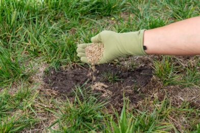 Can you exaggerate after the previous previous one? How to Avoid Daming the Lawn of this Fall